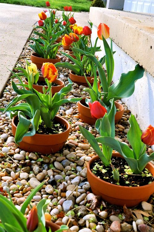 Amazing Flower Bed Ideas for Your Home Garden 8