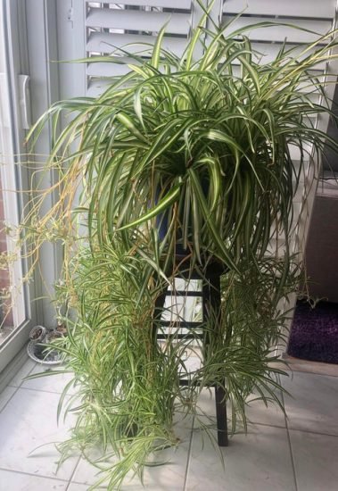How to Get More Spider Plant Babies | Balcony Garden Web