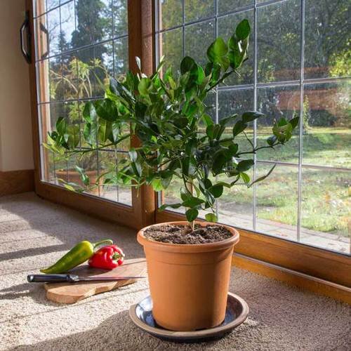 Best Citrus Trees for Containers 8
