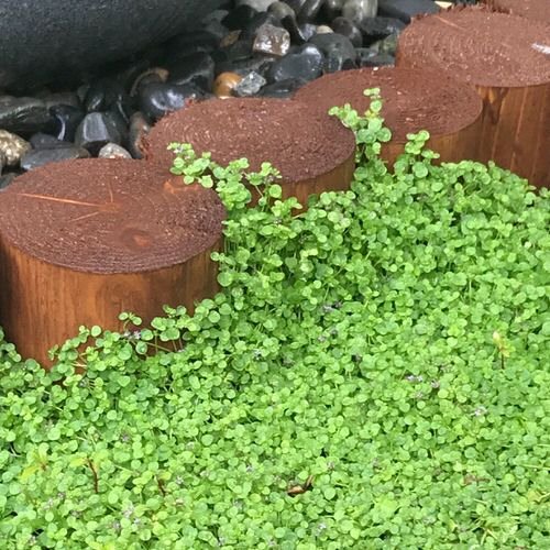 Best Edible Ground Cover Plants 6