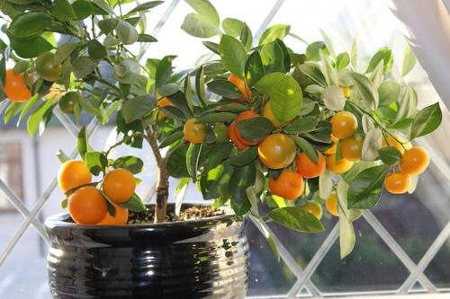 Best Citrus Trees for Containers 10