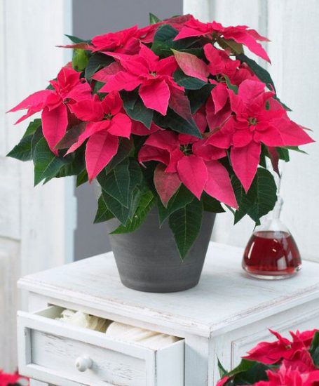 Growing Poinsettias from Cuttings | Balcony Garden Web