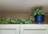 How To Grow N Joy Pothos N Joy Care And Growing Tips