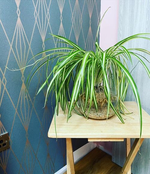 How to Propagate Spider Plants 3