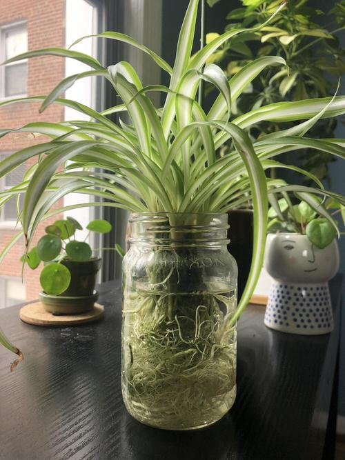 Indoor Plants that Grow Better in Water than Soil 7