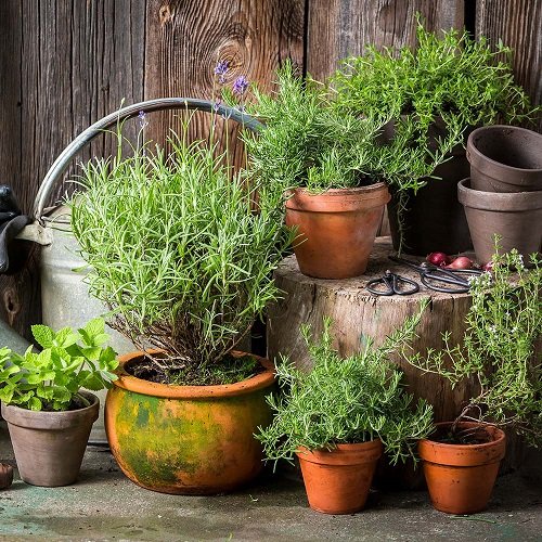 How Should You Pot the Herbs