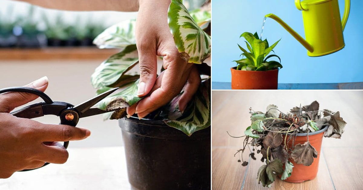 12 Hacks That Will Bring Back Any Dying Plant to Life