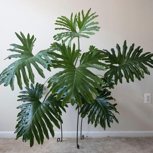 Types of Monstera-Split Leaf Philodendron