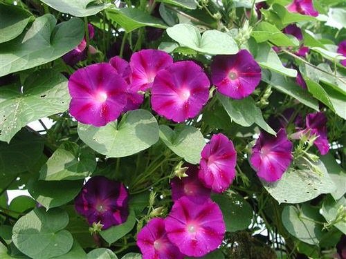 Types of Morning Glory Flowers 10