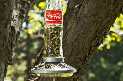 Old Coca Cola and Pepsi Bottles Turned into Treasures in Garden 5