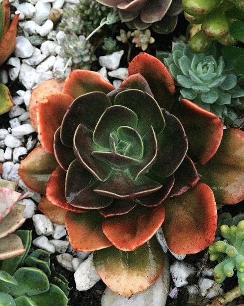 Plants that Look Like They are Made of Copper 8
