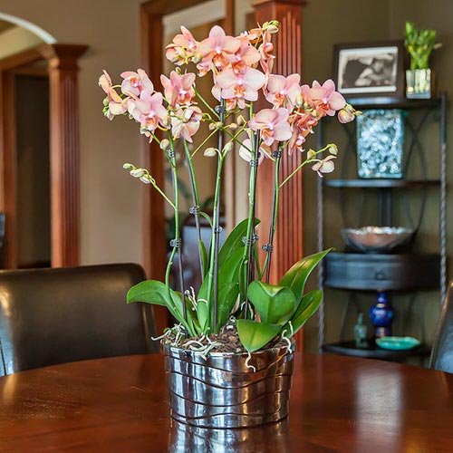 Propagating Orchids at Home