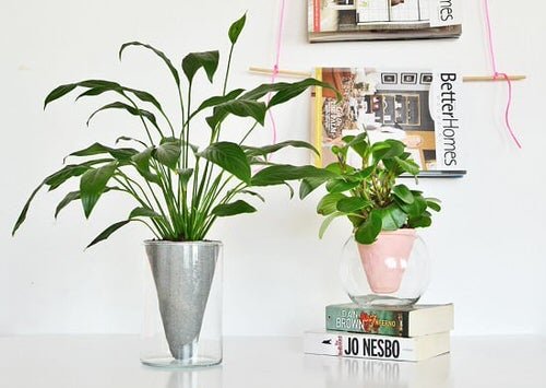 Ideas for Styling Indoor Plants 9