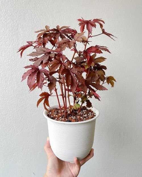 Plants that Look Like They are Made of Copper 9