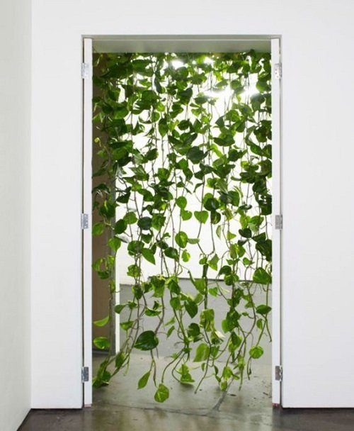 Green Plants As a Curtain 10