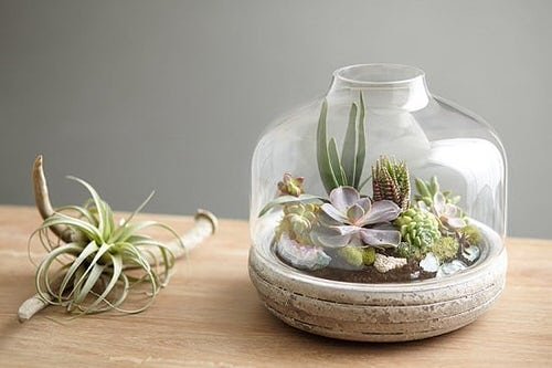 Ideas for Styling Indoor Plants