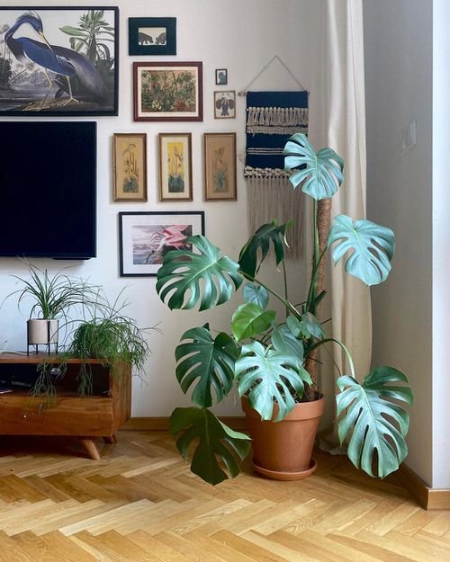Types of Monstera- Swiss Chinese Plant