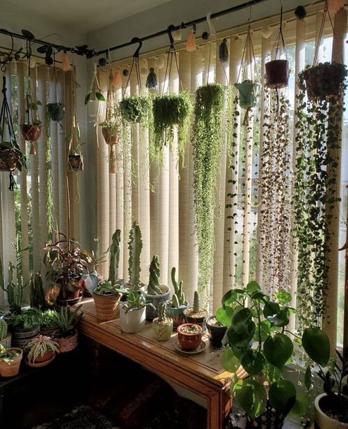 Green Plants As a Curtain 5