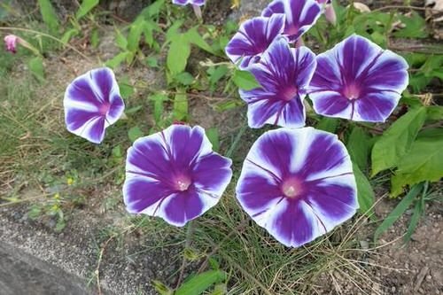 Types of Morning Glory Flowers 15