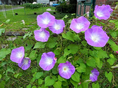 Types of Morning Glory Flowers 18