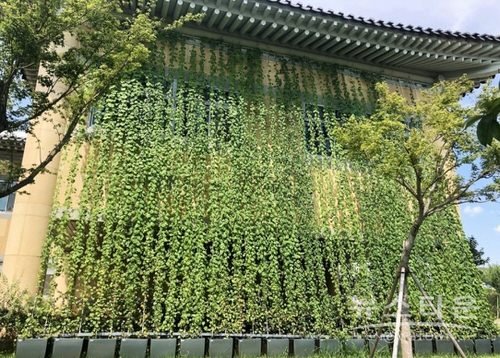Green Plants As a Curtain 8