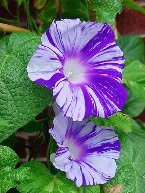 Types of Morning Glory Flowers 23
