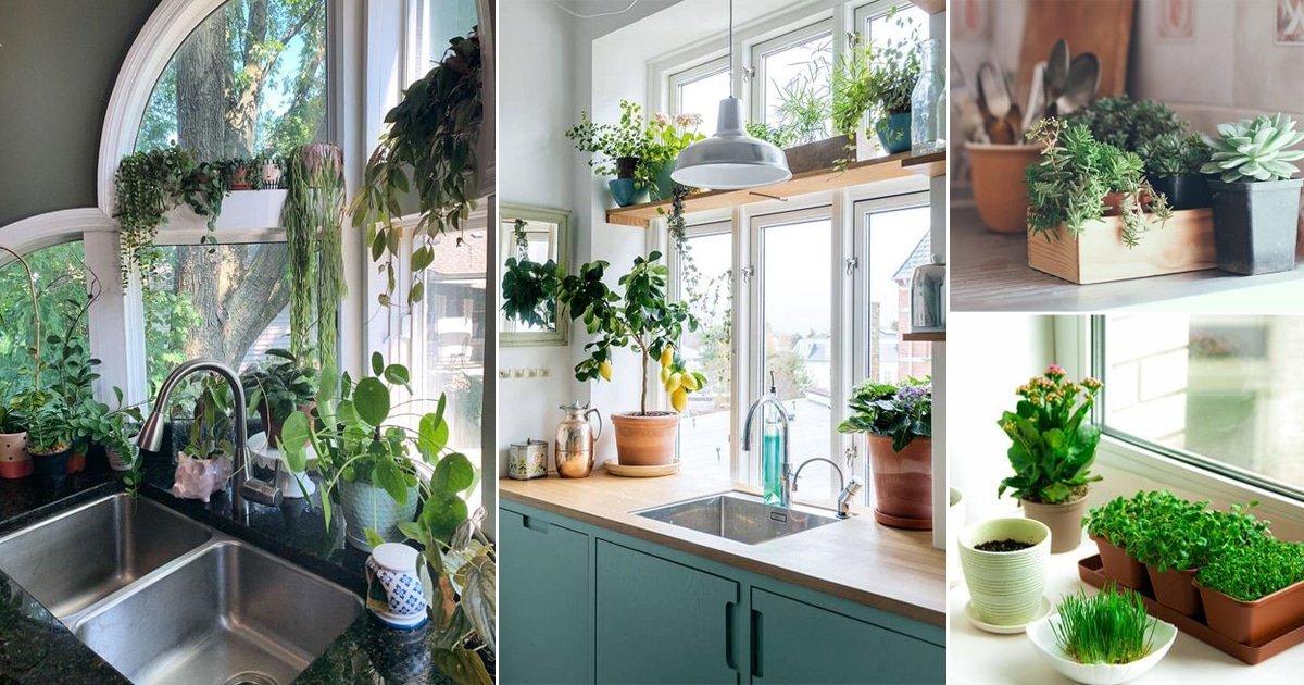 30 Best Plants for Kitchen Windowsill Ideas