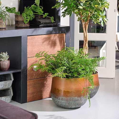Ideas for Styling Indoor Plants 2