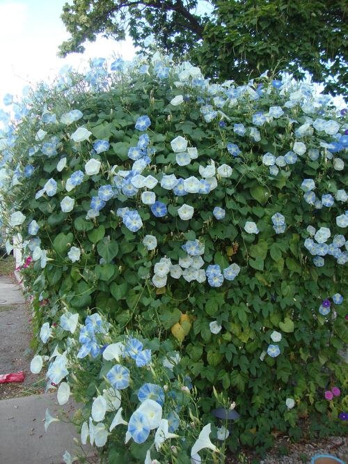 Types of Morning Glory Flowers 6