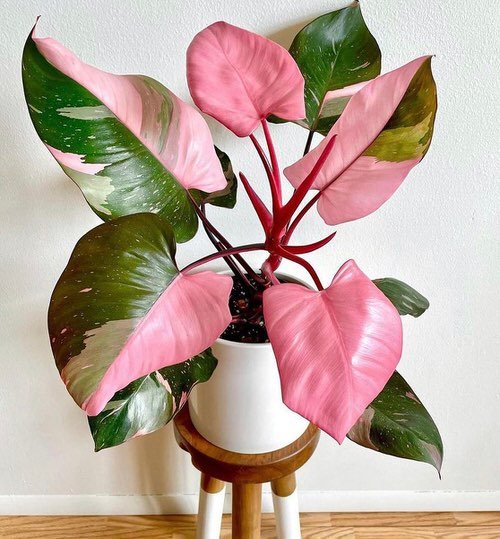 Most Expensive Houseplants 5
