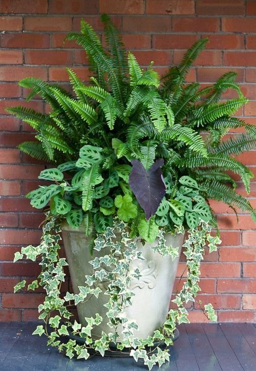 Front Porch Decoration Ideas with Ferns 5