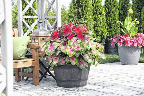 Colorful Outdoor Plants for Patio & Porch 55