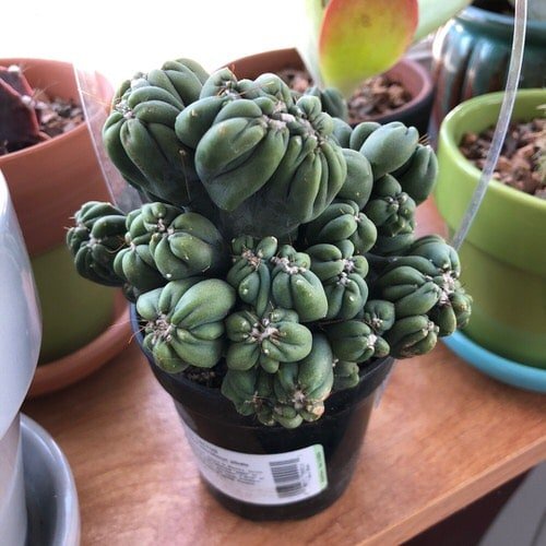 Unique & Rare Cactus 2