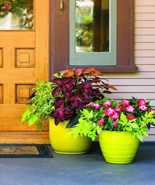 Colorful Outdoor Plants for Patio & Porch 24