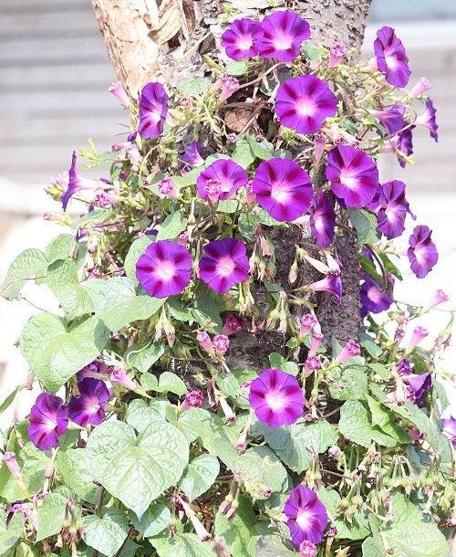 Types of Morning Glory Flowers