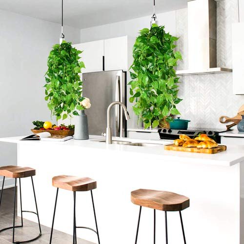 Lucky Indoor Plants for Kitchen