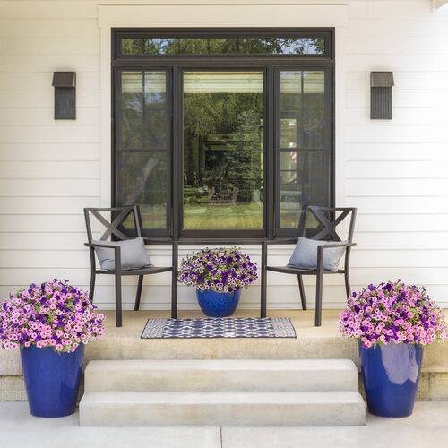Colorful Outdoor Plants for Patio & Porch 3
