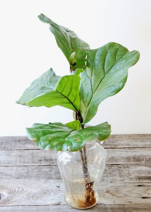 Fiddle Leaf Fig You Can Grow in Glass Bowls