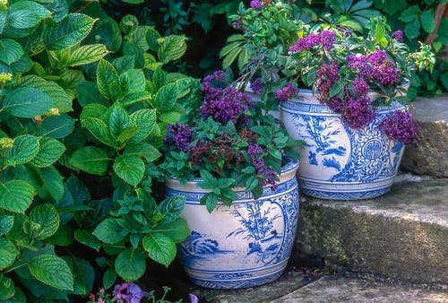 Colorful Outdoor Plants for Patio & Porch 58