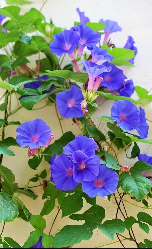beautiful Stunning Royal Blue Flowers