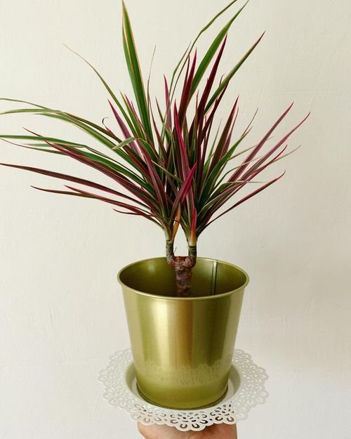 Houseplants with Red Stripes 4