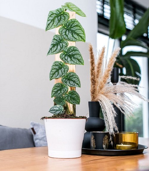 16 Cool Indoor Vines and Climbers People Usually Don't Grow