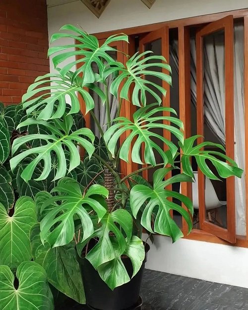 Types of Monstera-Sierrana in Container