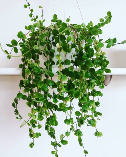 Peperomia Hope Care and Growing Tips | Balcony Garden Web