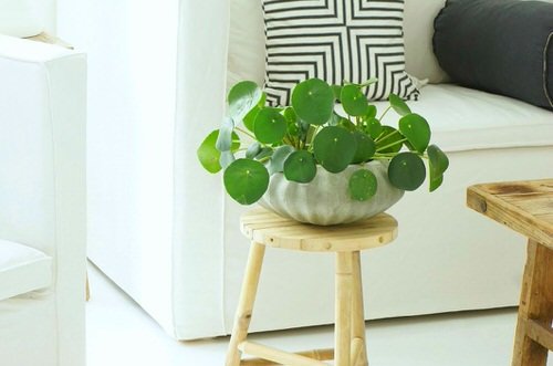 Indoor Plants with Coin-Shaped Leaves