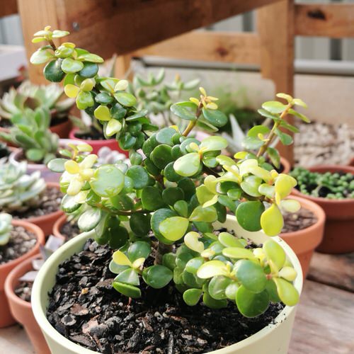 Indoor Plants with Coin-Shaped Leaves 4