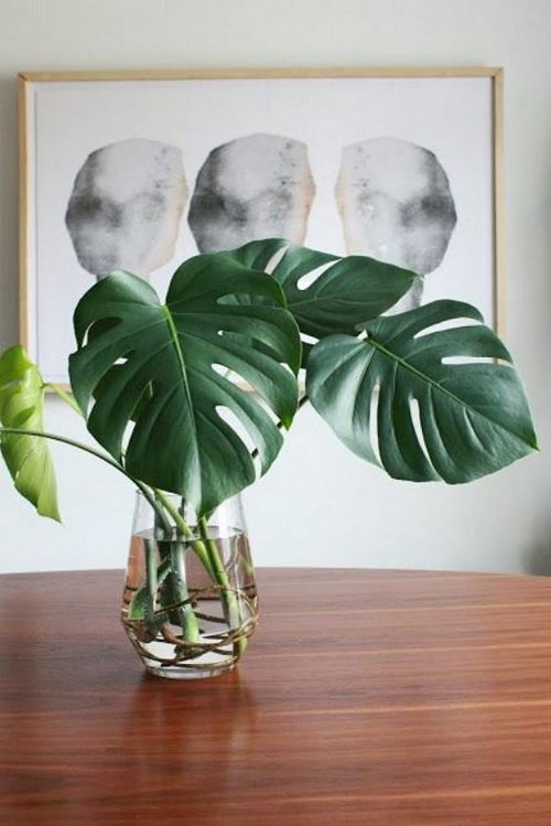 Collecting and Propagating Types of Monstera