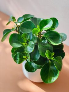 How to Grow Baby Rubber Plant | Peperomia obtusifolia Care | Balcony ...