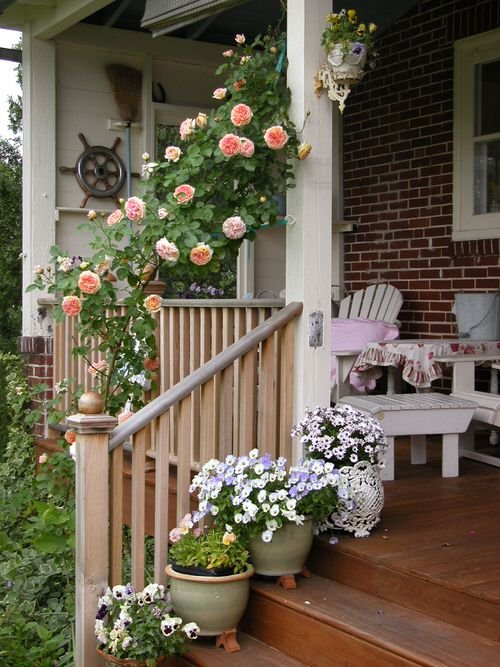 Colorful Outdoor Plants for Patio & Porch 4