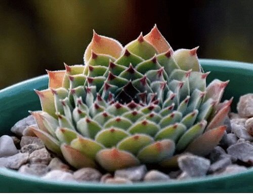 Hens and Chicks Varieties 18